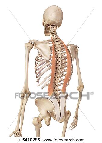 Human back muscles View Large Photo Image Stock Photography - Human back muscles. Fotosearch