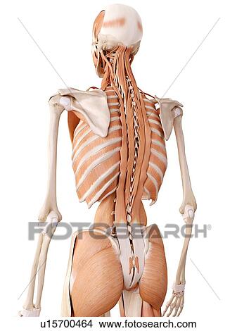 Picture - Human back pain. Fotosearch