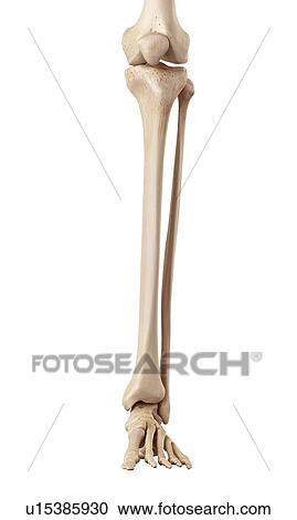 Human bones of leg View Large Photo Image Stock Image - Human bones of leg. Fotosearch