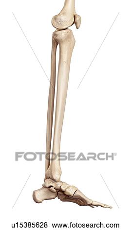 Stock Photo - Human bones of leg. Fotosearch
