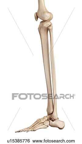 Human bones of leg View Large Photo Image Stock Photograph - Human bones of leg. Fotosearch
