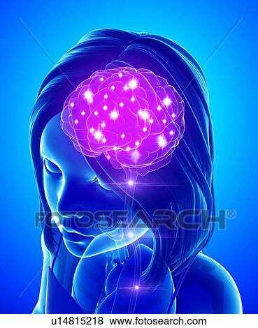 Stock Photo - Human brain activity, illustration. Fotosearch
