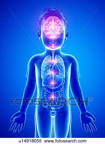 Human brain activity, illustration View Large Photo Image Stock Photography - Human brain activity, illustration. Fotosearch