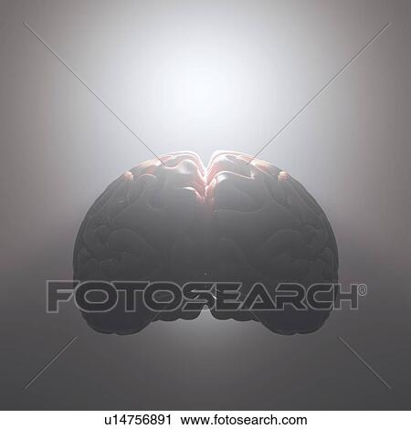 Stock Image - Human brain against grey background. Fotosearch