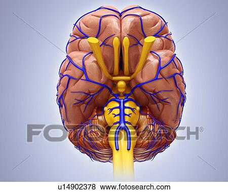 Stock Photo - Human brain anatomy, illustration. Fotosearch
