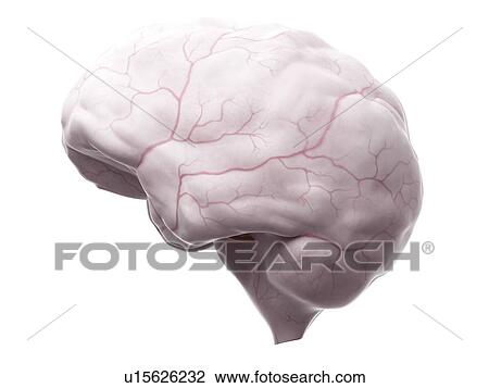 Stock Image - Human brain anatomy. Fotosearch