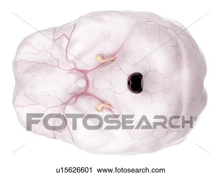 Stock Image - Human brain anatomy. Fotosearch