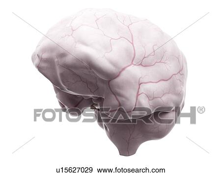 Stock Photo - Human brain anatomy. Fotosearch