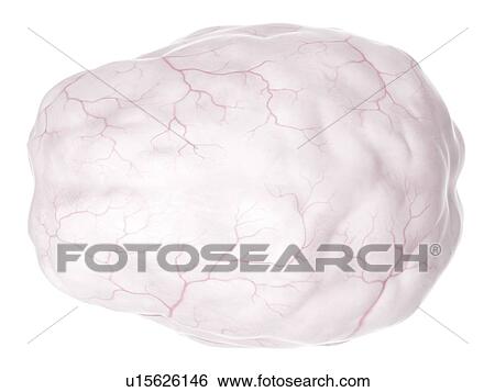 Stock Photograph - Human brain anatomy. Fotosearch
