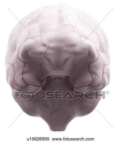 Stock Photography - Human brain anatomy. Fotosearch