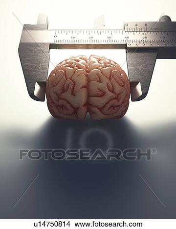 Picture - Human brain being measured. Fotosearch