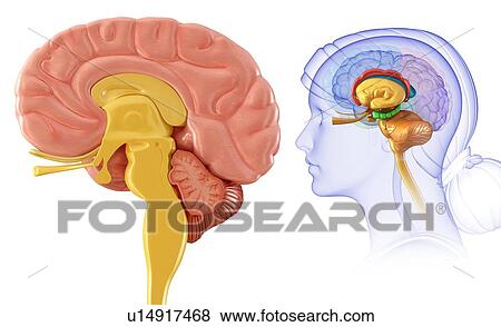 Human brain cross-section, illustration View Large Photo Image Stock Photo - Human brain cross-section, illustration. Fotosearch