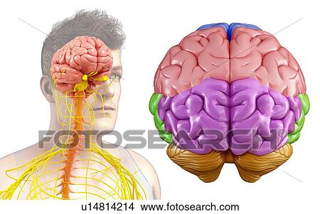 Human brain, illustration View Large Photo Image Picture - Human brain, illustration. Fotosearch