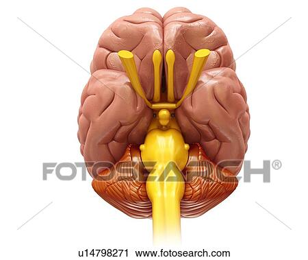 Stock Image - Human brain, illustration. Fotosearch