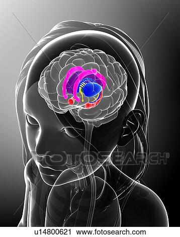 Human brain, illustration View Large Photo Image Stock Image - Human brain, illustration. Fotosearch