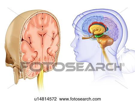 Human brain, illustration View Large Photo Image Stock Image - Human brain, illustration. Fotosearch