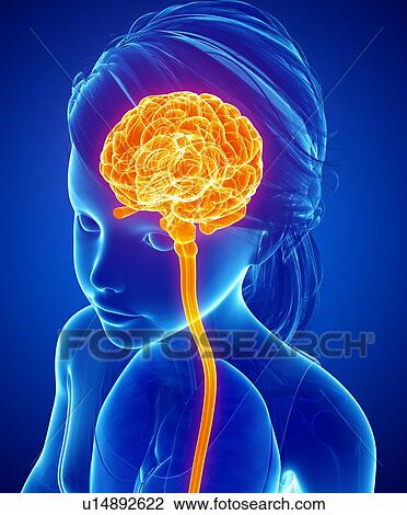 Stock Image - Human brain, illustration. Fotosearch