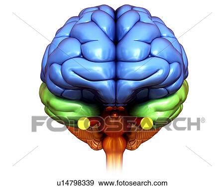 Stock Photo - Human brain, illustration. Fotosearch