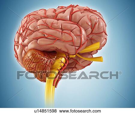 Stock Photo - Human brain, illustration. Fotosearch