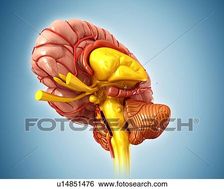 Stock Photograph - Human brain, illustration. Fotosearch