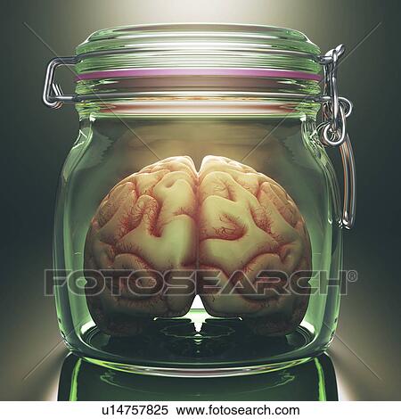 Human brain in glass jar View Large Photo Image Stock Photography - Human brain in glass jar. Fotosearch