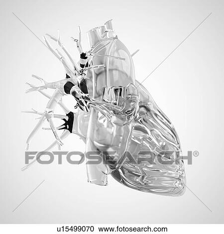 Stock Image - Human brain rendered in glass. Fotosearch