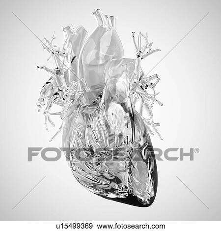 Human brain rendered in glass View Large Photo Image Stock Photo - Human brain rendered in glass. Fotosearch