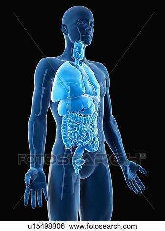 Stock Photograph - Human brain rendered in glass. Fotosearch