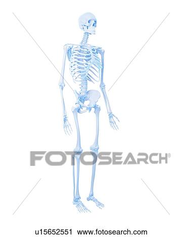 Stock Image - Human brain. Fotosearch