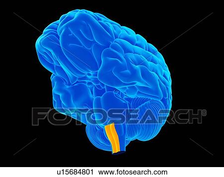 Stock Image - Human brain. Fotosearch