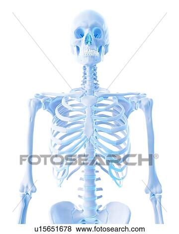 Stock Photo - Human brain. Fotosearch