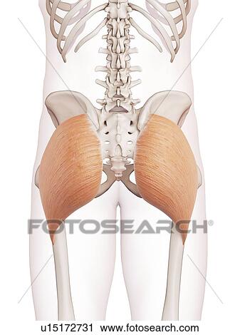 Stock Image - Human buttock muscles. Fotosearch