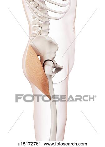 Stock Image - Human buttock muscles. Fotosearch