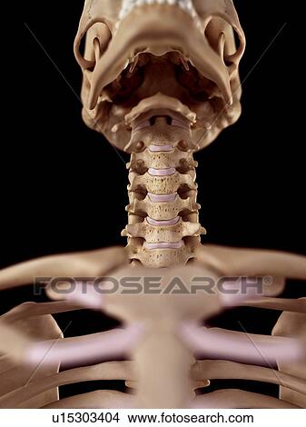 Human cervical spine View Large Photo Image Picture - Human cervical spine. Fotosearch