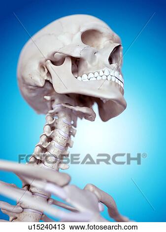 Stock Image - Human cervical spine. Fotosearch