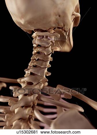 Human cervical spine View Large Photo Image Stock Image - Human cervical spine. Fotosearch