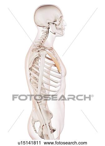 Stock Image - Human chest muscles. Fotosearch