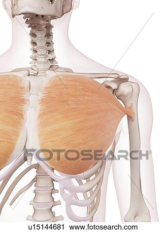 Stock Image - Human chest muscles. Fotosearch