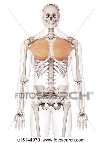 Human chest muscles View Large Photo Image Stock Image - Human chest muscles. Fotosearch