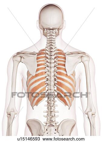 Stock Image - Human chest muscles. Fotosearch