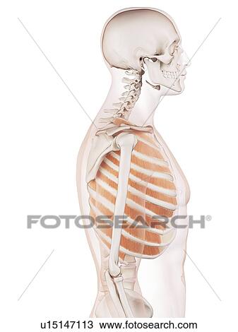 Stock Image - Human chest muscles. Fotosearch