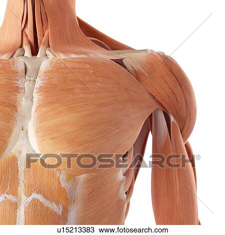 Stock Image - Human chest muscles. Fotosearch