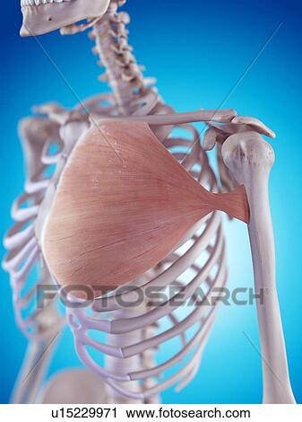 Human chest muscles View Large Photo Image Stock Image - Human chest muscles. Fotosearch