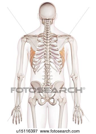 Stock Photo - Human chest muscles. Fotosearch