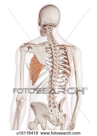 Human chest muscles View Large Photo Image Stock Photo - Human chest muscles. Fotosearch