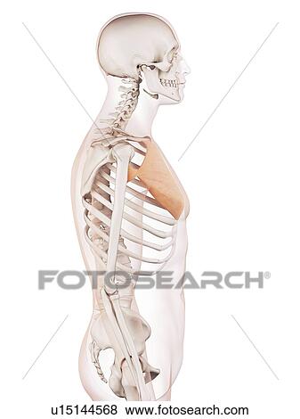 Human chest muscles View Large Photo Image Stock Photo - Human chest muscles. Fotosearch