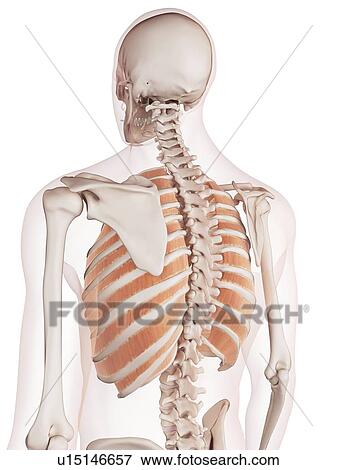 Human chest muscles View Large Photo Image Stock Photo - Human chest muscles. Fotosearch