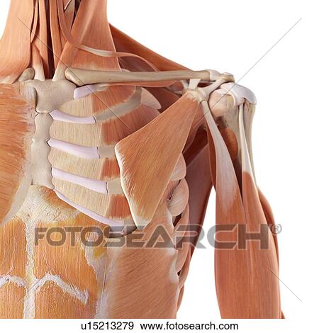 Human chest muscles View Large Photo Image Stock Photo - Human chest muscles. Fotosearch