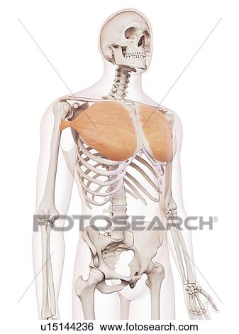 Stock Photograph - Human chest muscles. Fotosearch