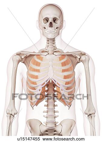 Stock Photography - Human chest muscles. Fotosearch